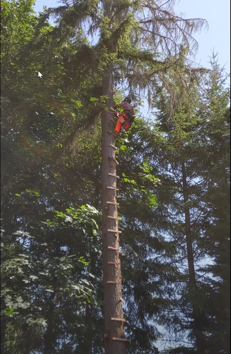 DIY: Build a Ladder and Cut the Tree - Removing Large Trees Near Fences ...