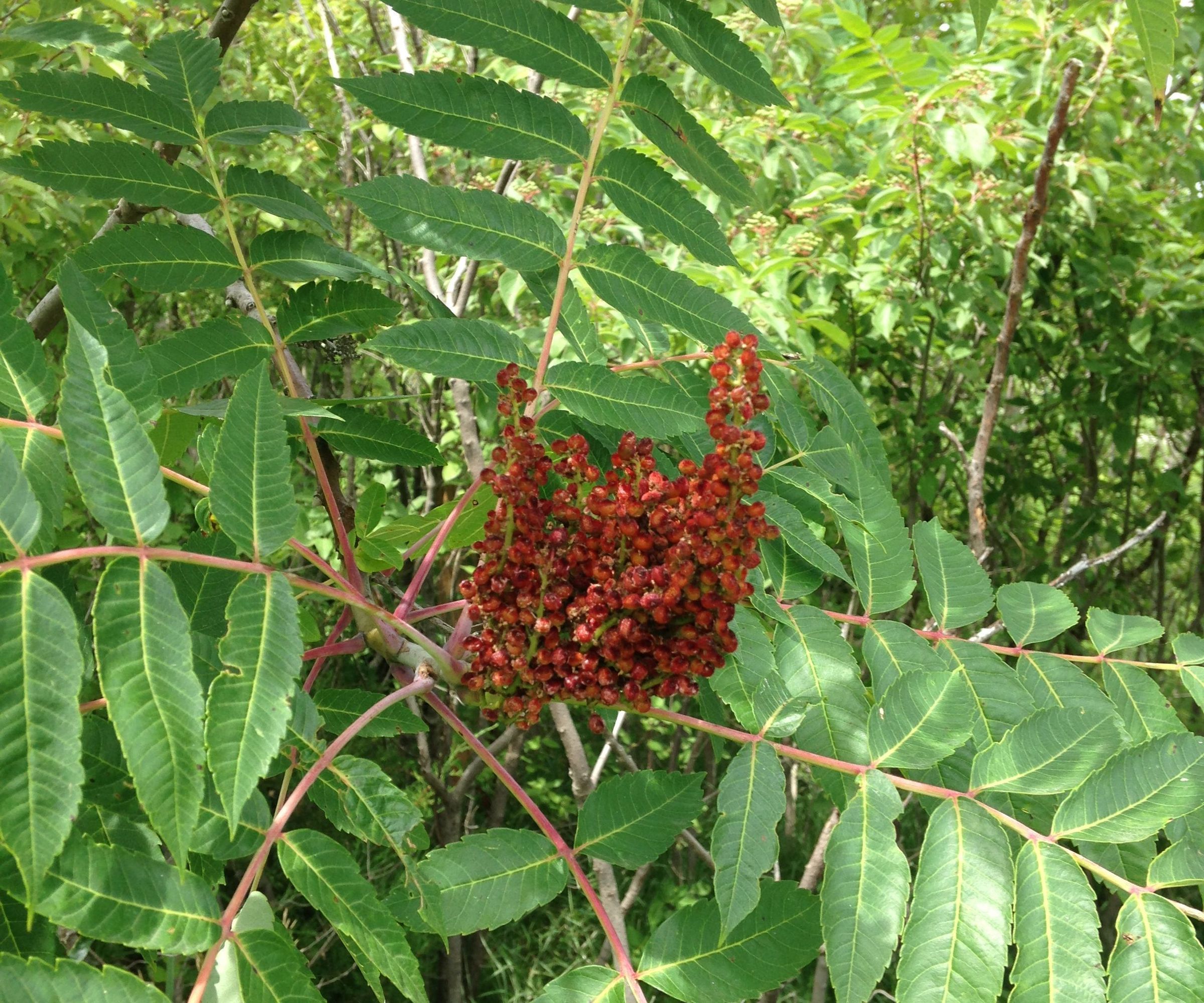How to make Sumac Verjuice