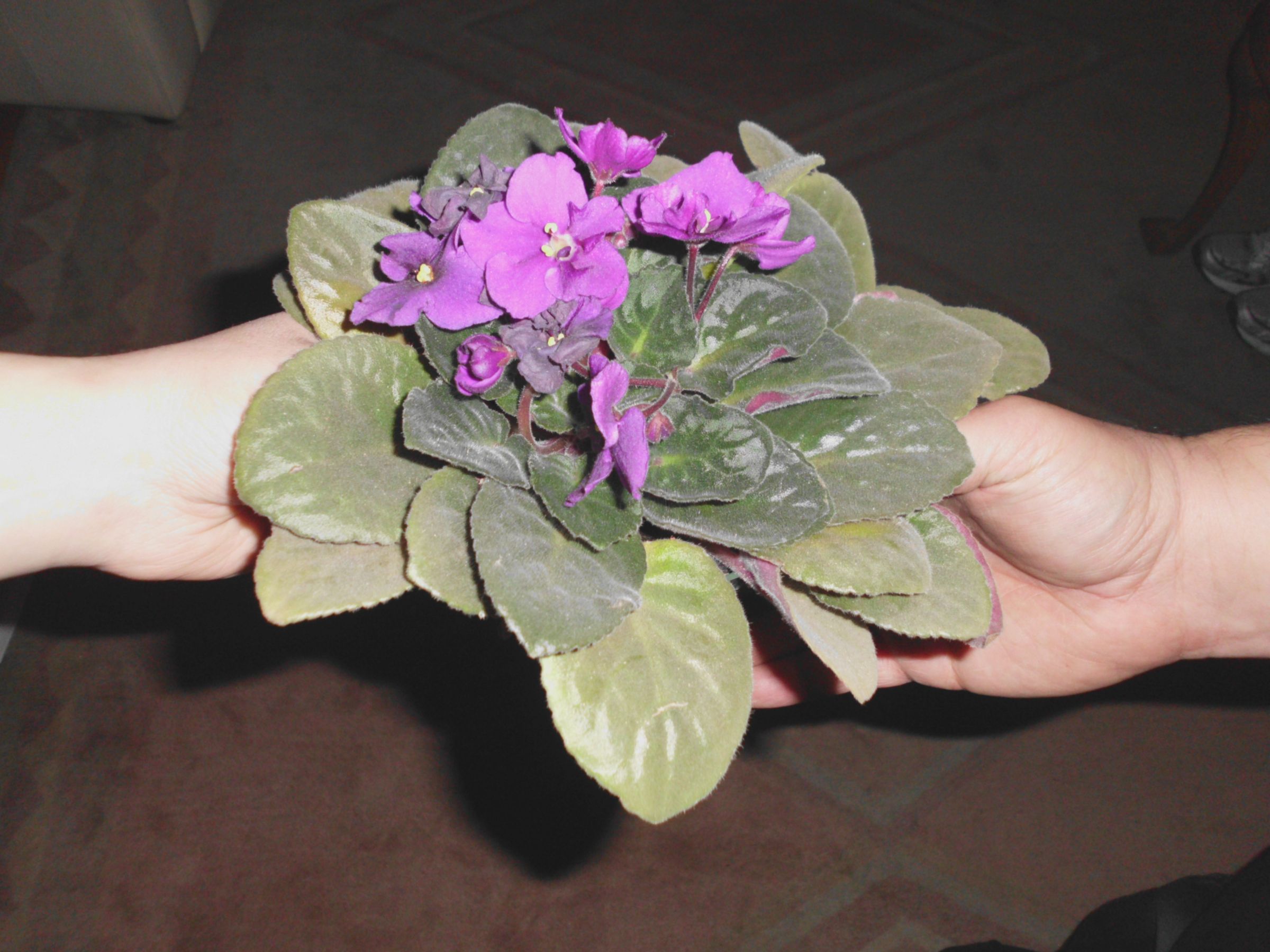 Community Plant Swap