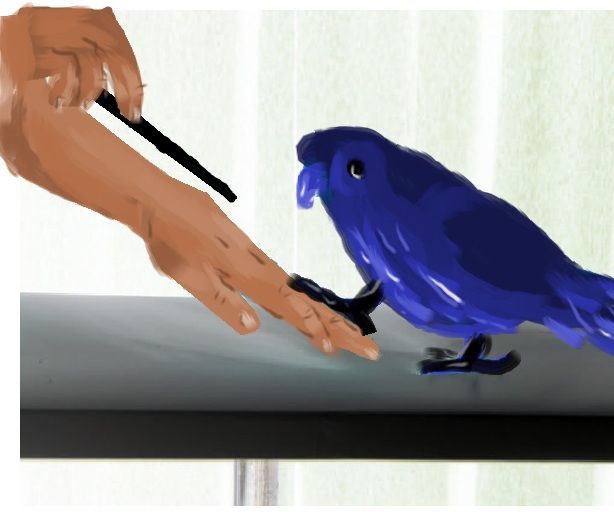 How to Train Birds 101 8 Steps Instructables