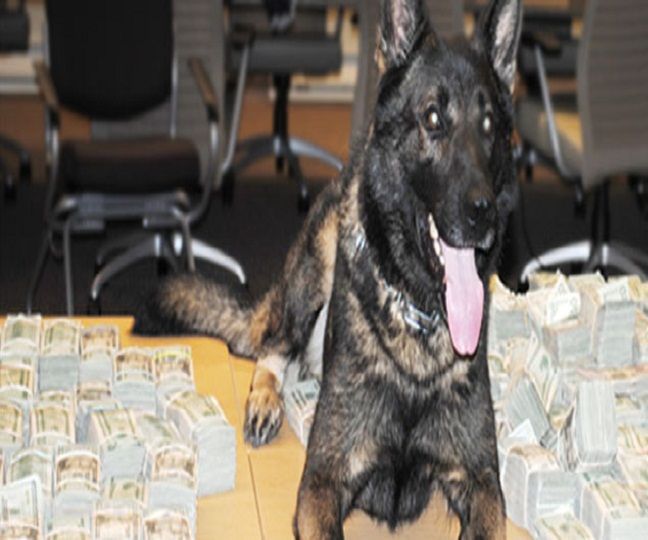 Trained Police Dogs for Sale