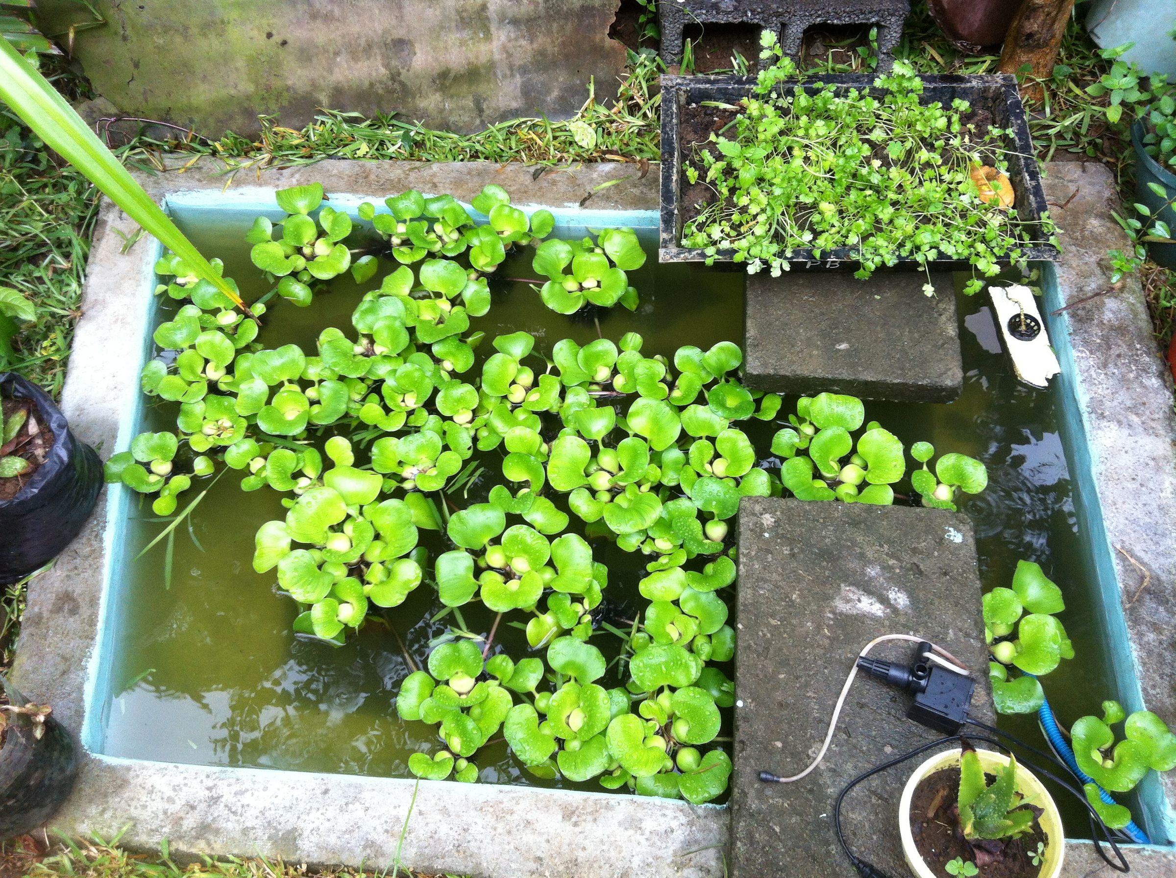 Concrete Pond