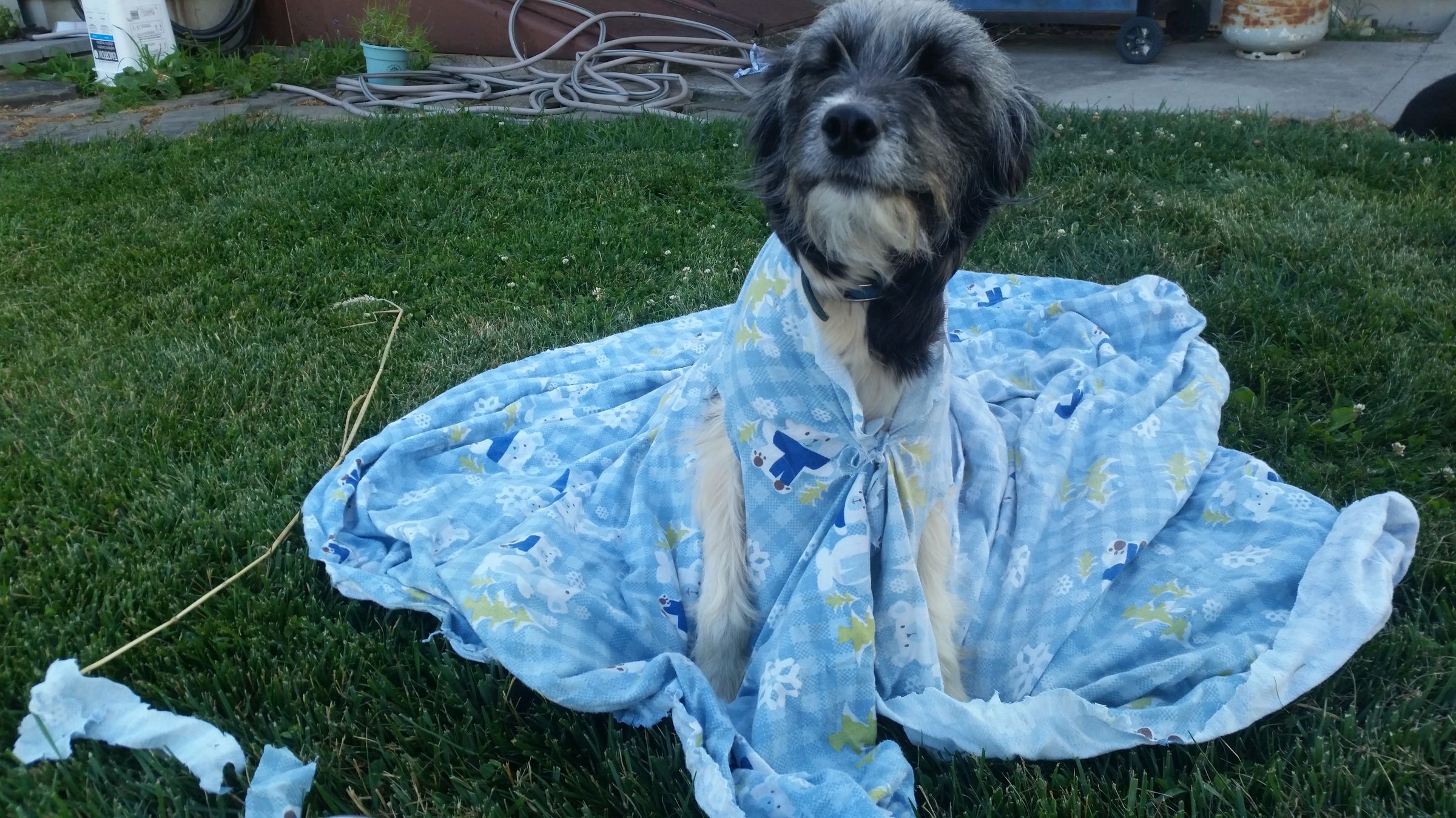 Dog Sweater Made Easily Out of Recycled Flannel Bedsheet. : 6 Steps ...