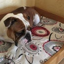 Wooden Dog Bed