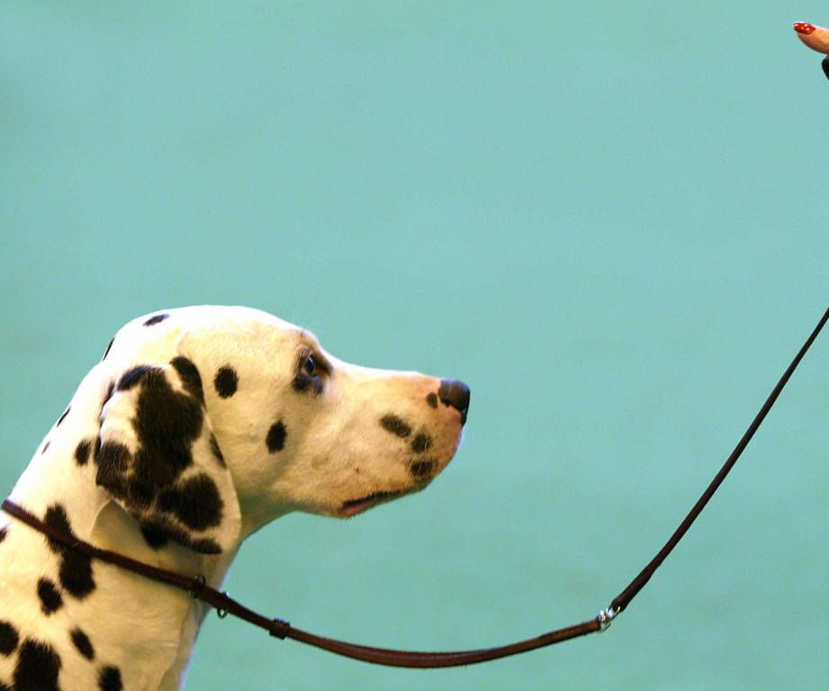 Getting Your Pet Right Into a Dog Obedience Training Program.