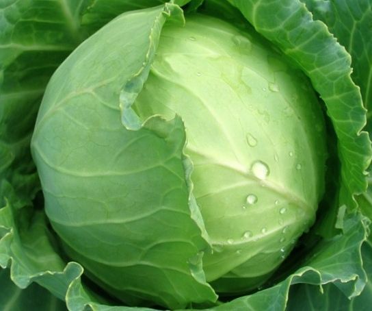 Como Plantar Coles En El Huerto