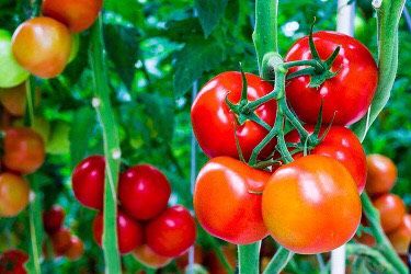 Unusual Ways to Use Tomatoes