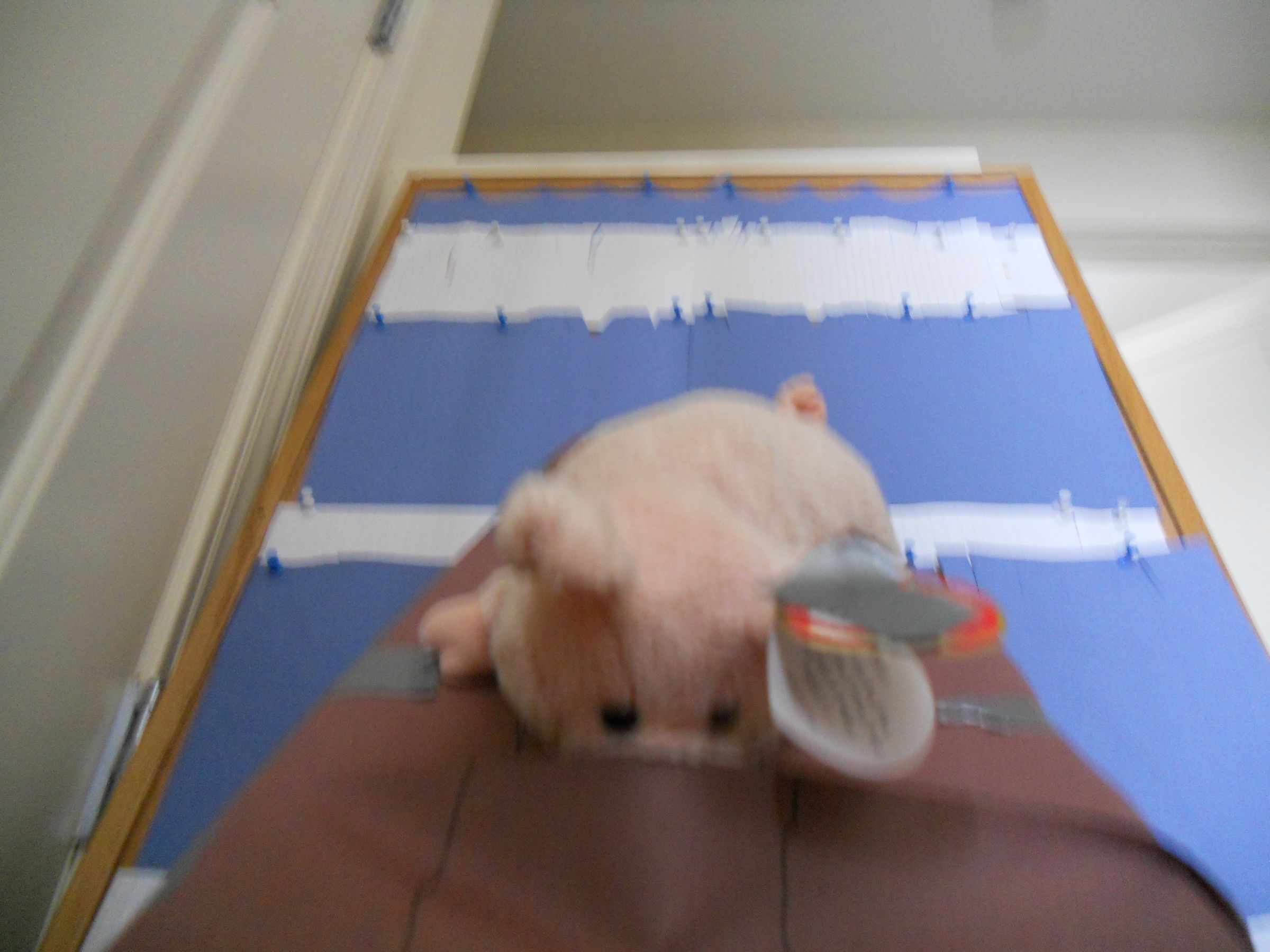 Bacon Surfing