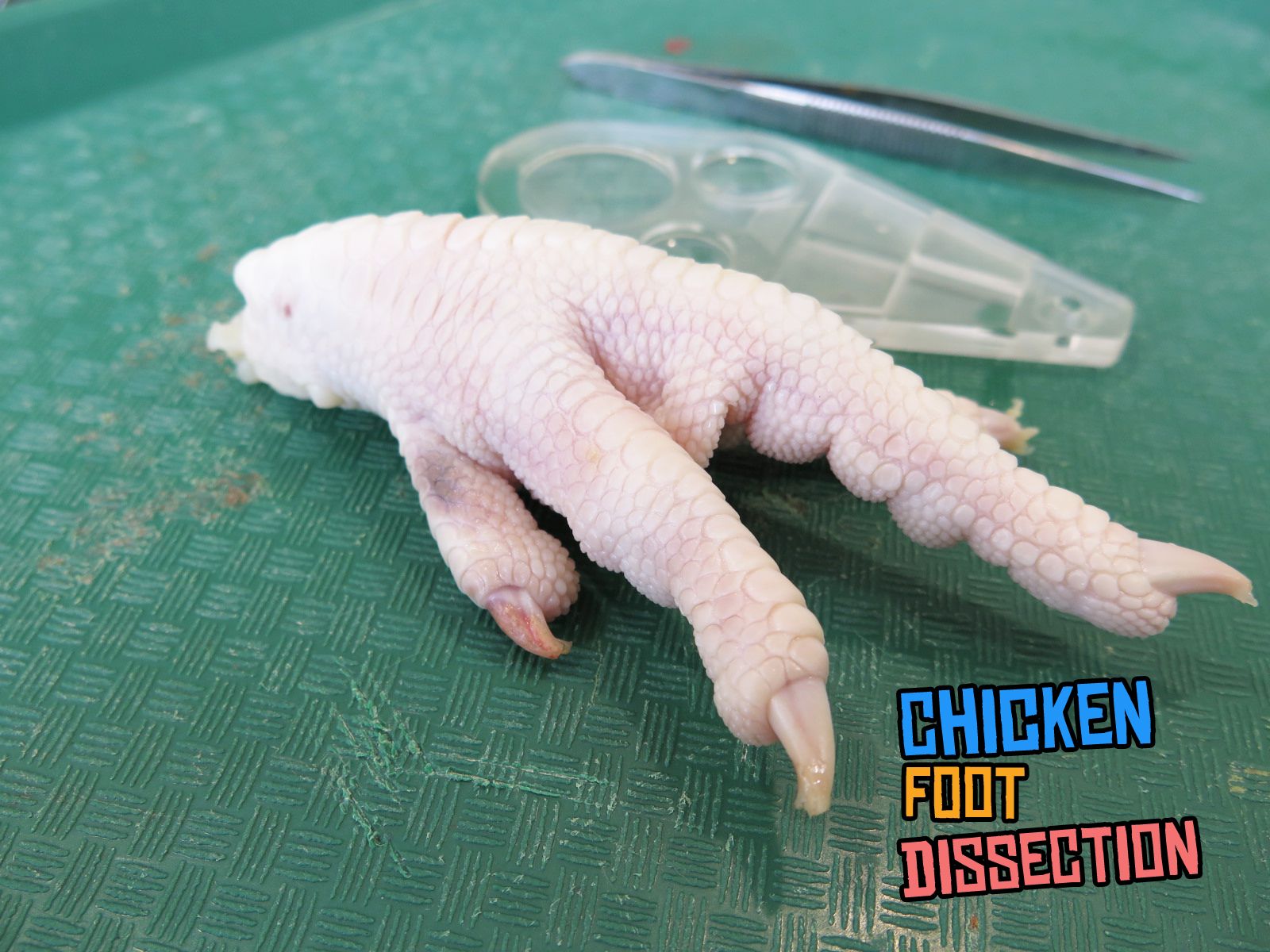Chicken Foot Dissection 7 Steps Instructables