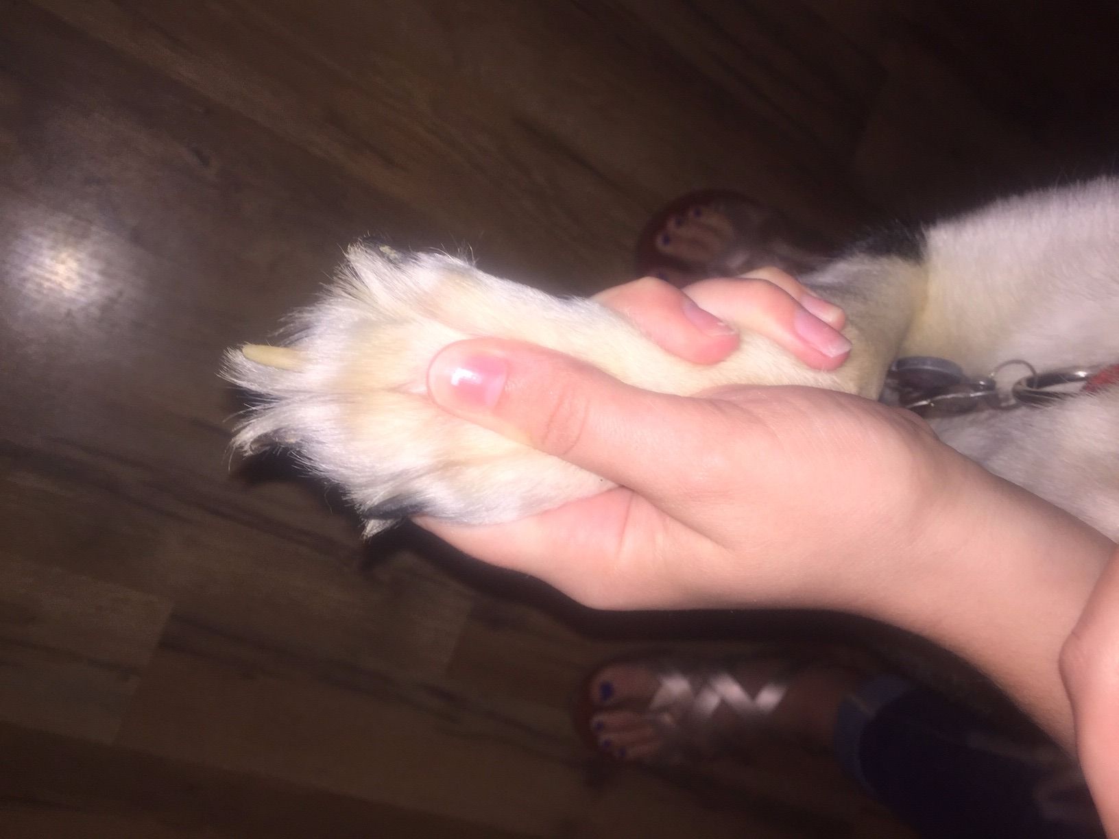 Cutting Your Dogs Nails From Home 7 Steps Instructables