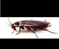 Methods to control pests