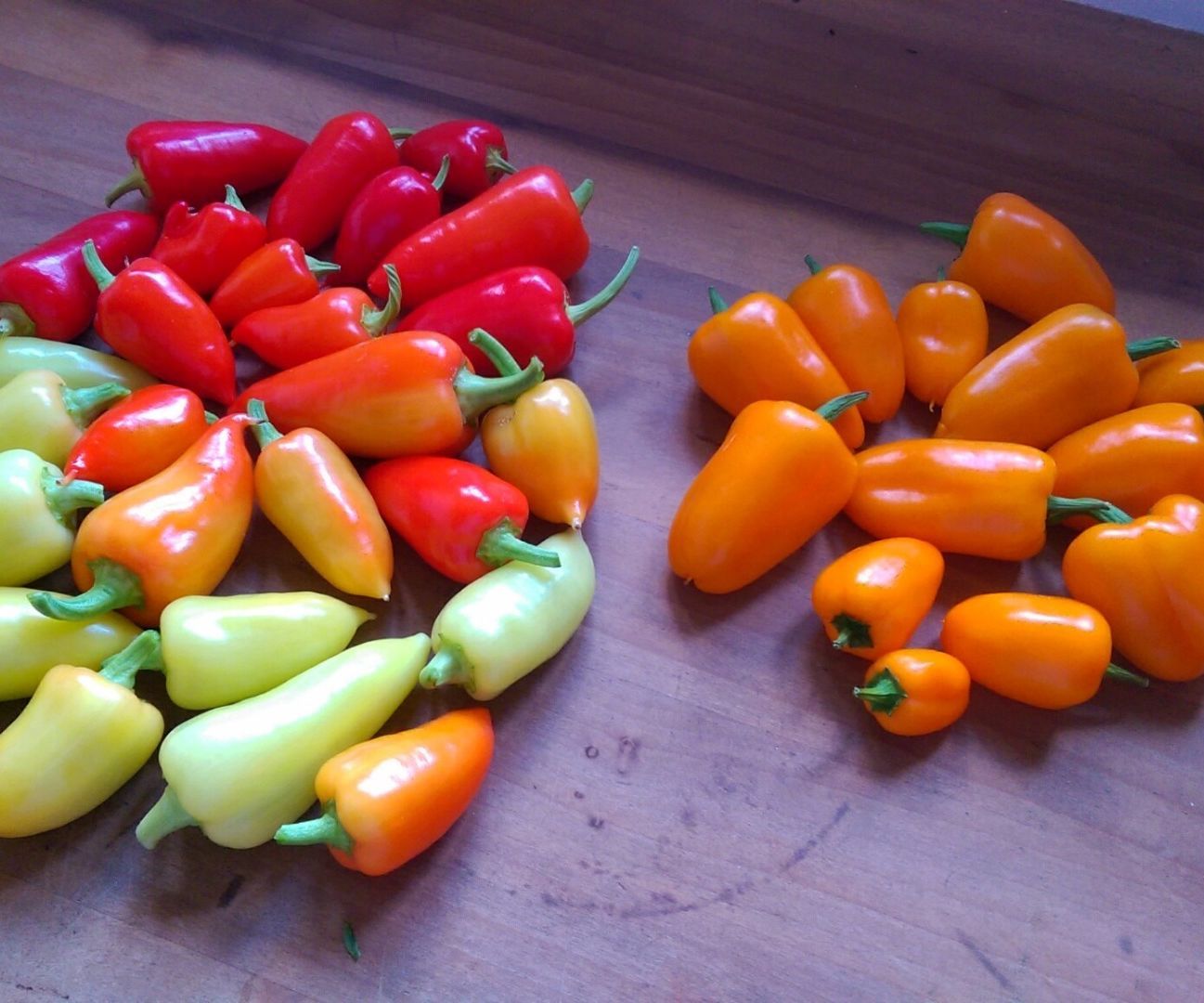 Kitchen Unit Hydroponics