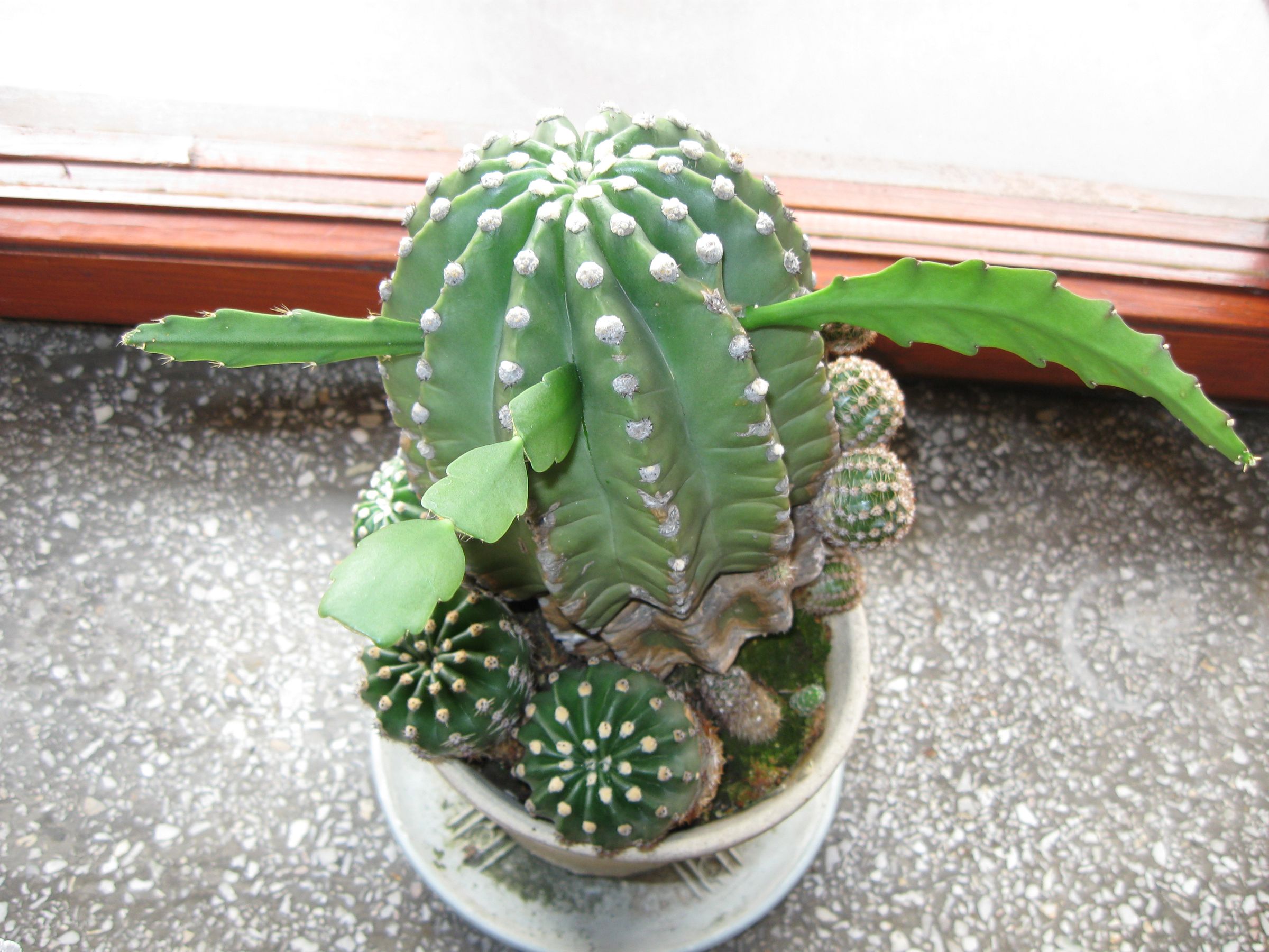 Grafting Cacti (and Other Succulents)