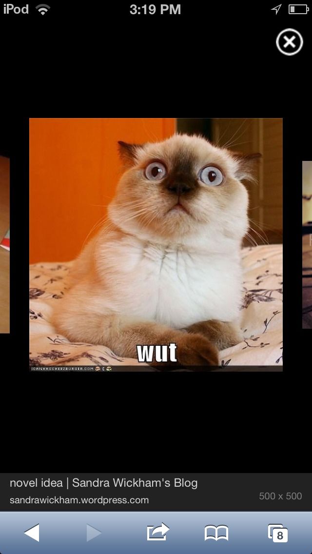 How to Make It Rain Cats and Dogs!!