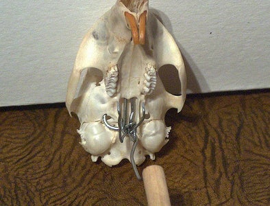 Simple Skull Display