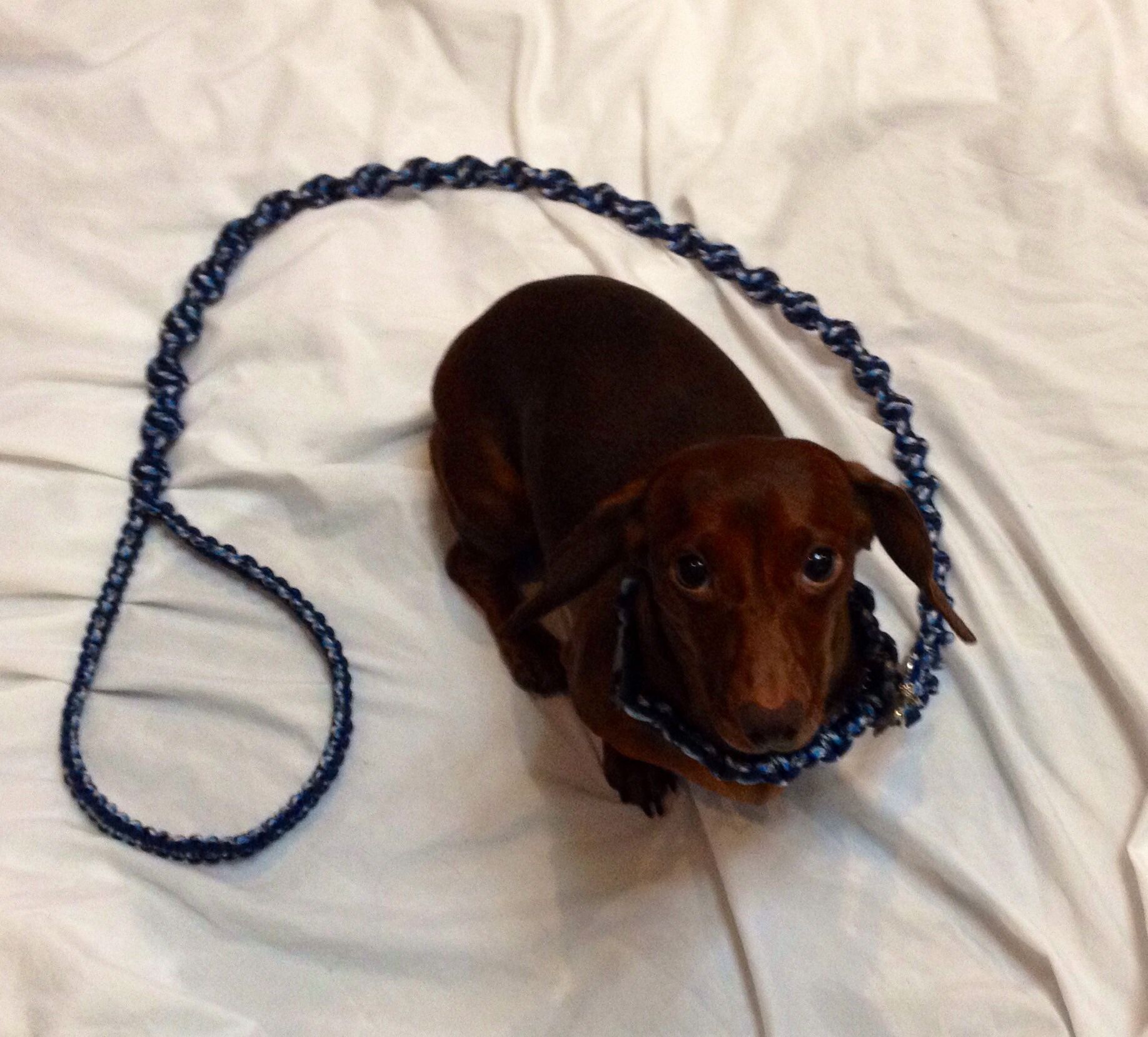 Heavy Duty Paracord Dog Leash
