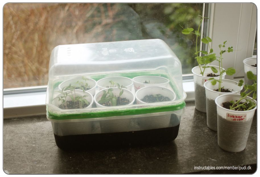 DIY humidity dome for seedlings