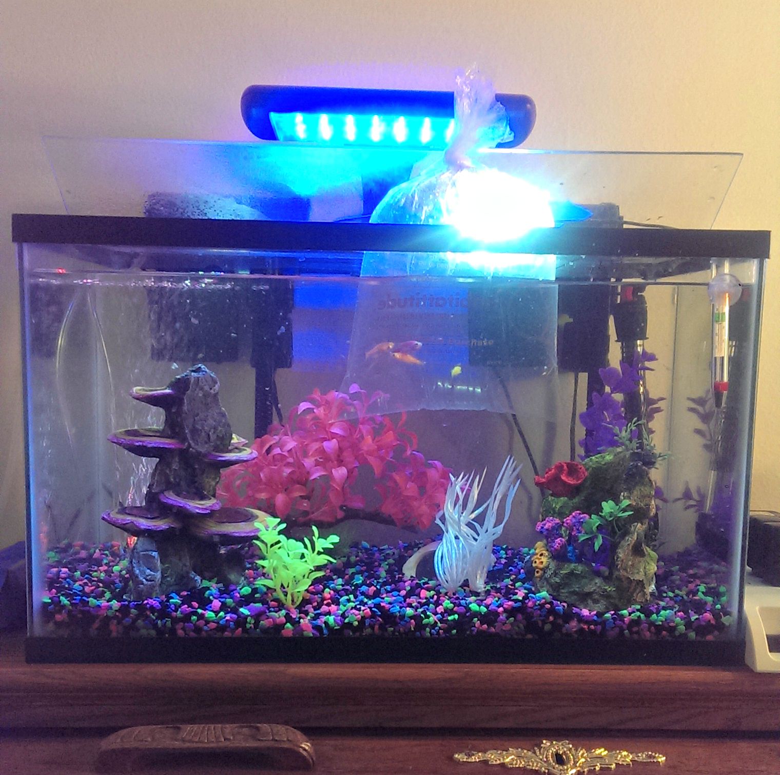 Setting Up a Fish Tank 9 Steps (with Pictures) Instructables