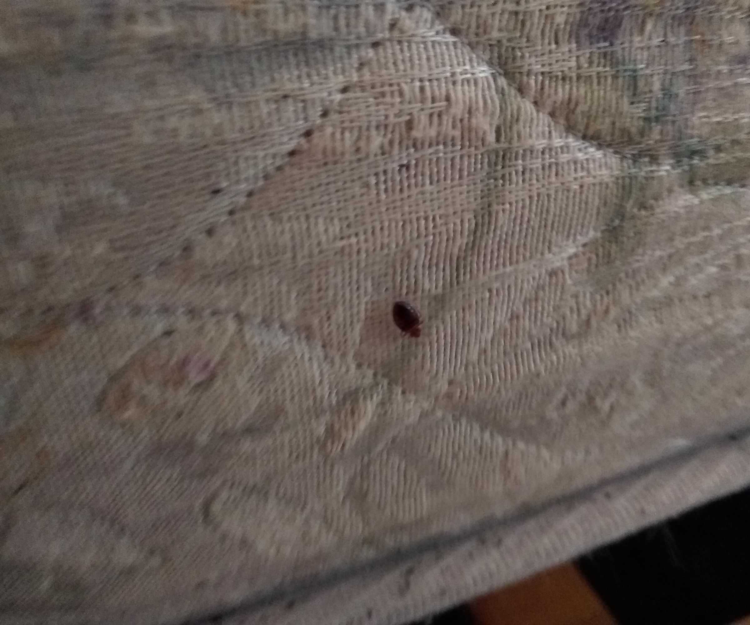Bedbug Control