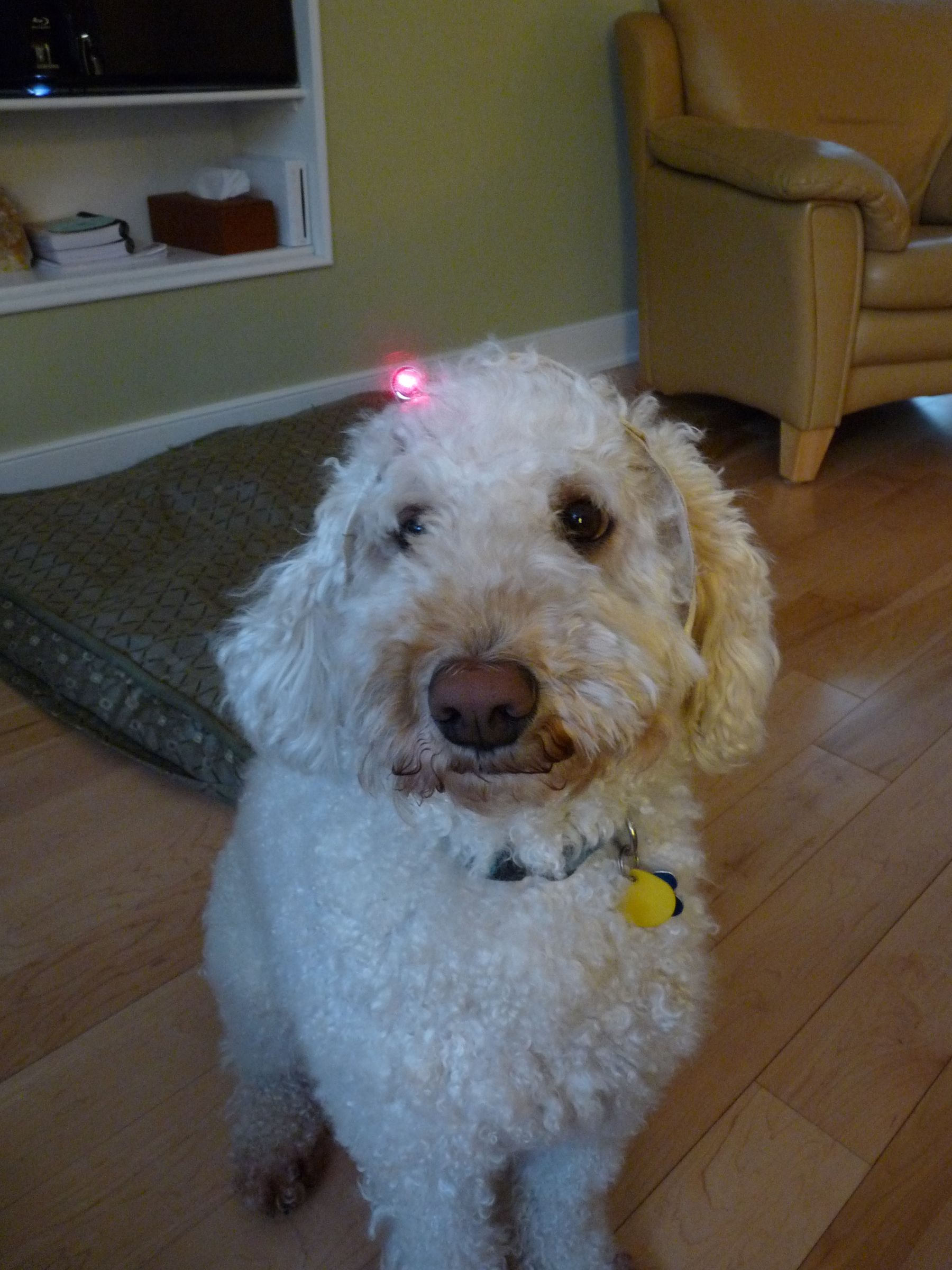 Turn Your Dog Into a Cyborg!