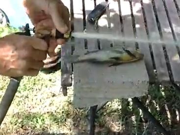 How to Clean Fish Fast