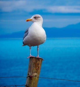 Bird Song