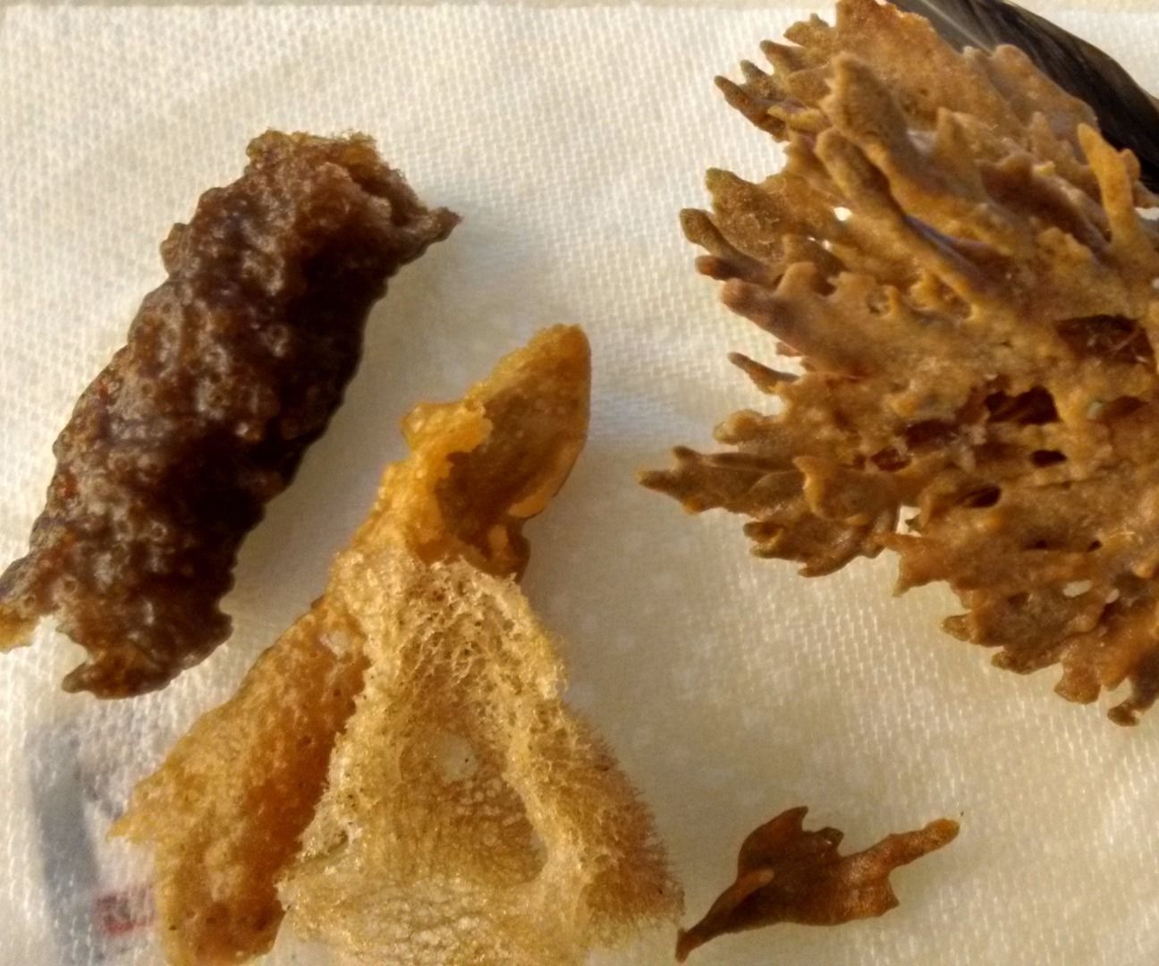 Sponging Up: Cleaning & Preserving Beachcombed Sponges