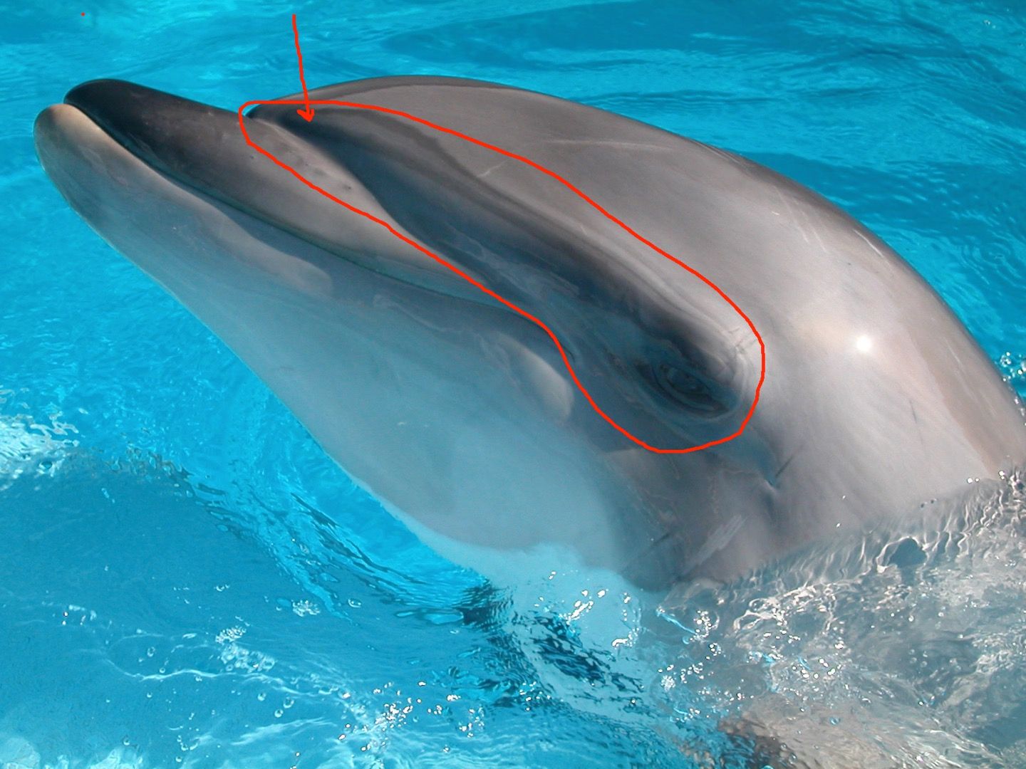 How to Make a Dolphin : 8 Steps - Instructables