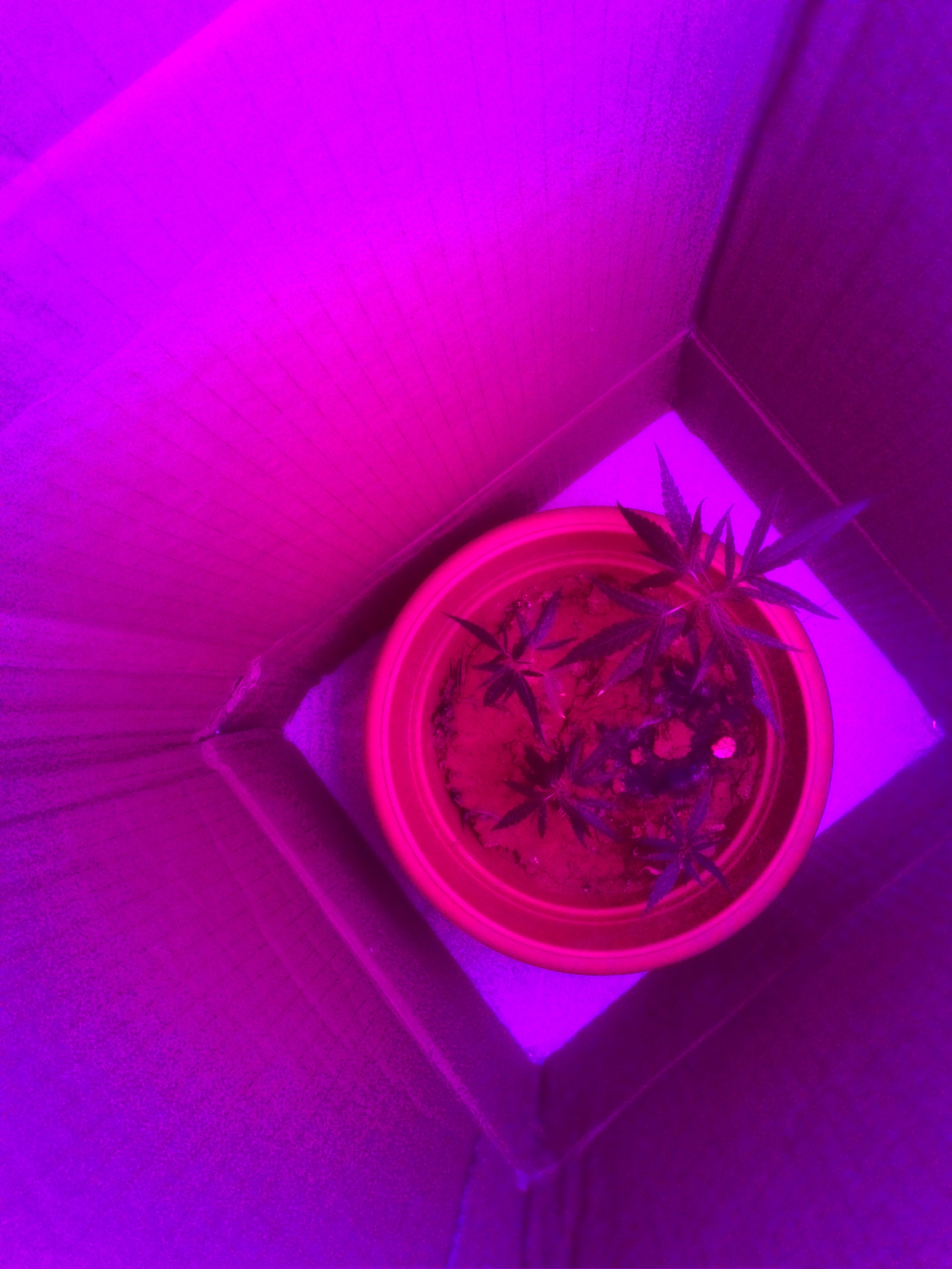 Plant Grow Light 5 Steps Instructables