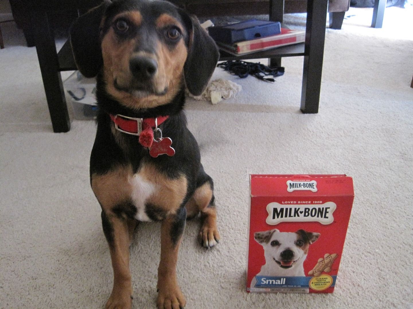 Dog Training Basics 6 Steps Instructables