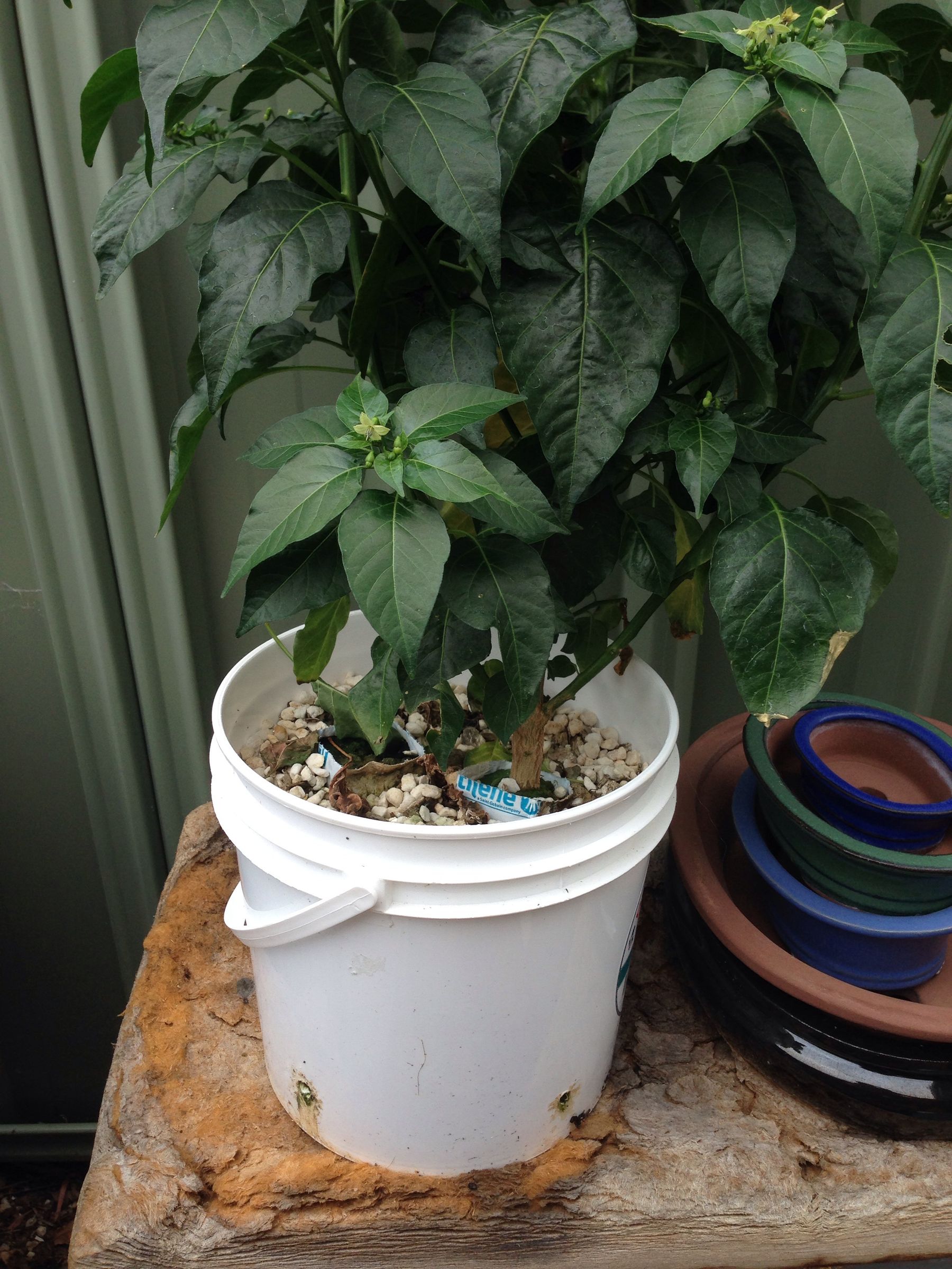 Simplest Hydroponic Setup