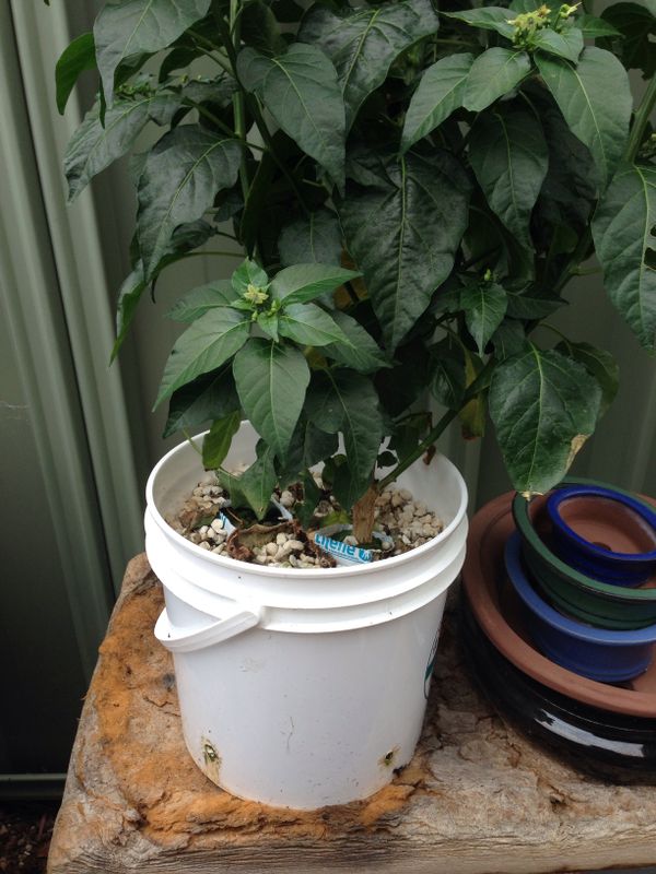 Simplest Hydroponic Setup