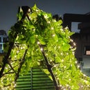 Terrace Enlightenment Corner Nest