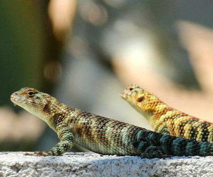 Build A Backyard Lizard Condo