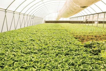 Things You Have to Know About Purchase Hydroponics Supplies in Glenwood Springs