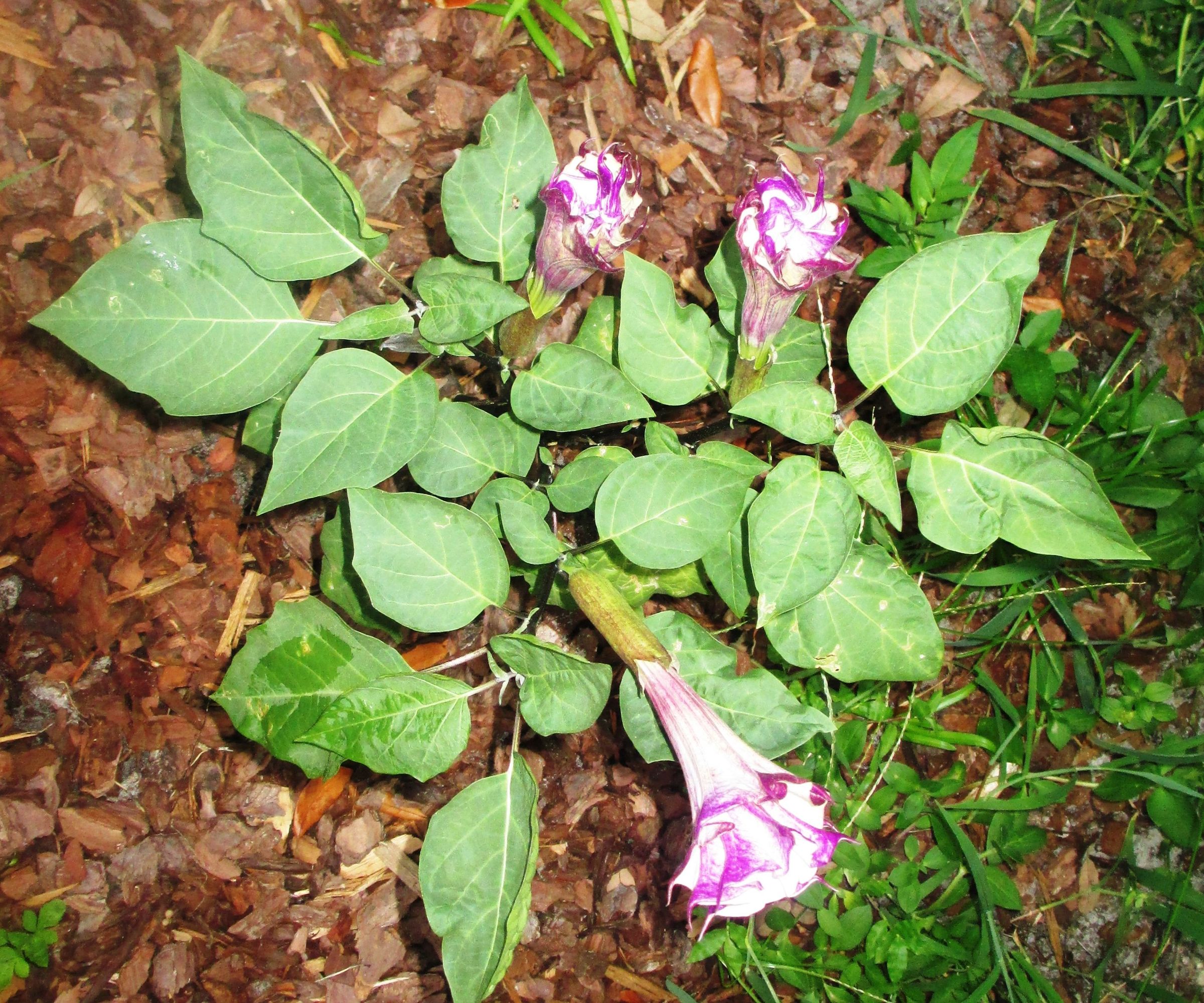 How to Grow Angel Trumpets