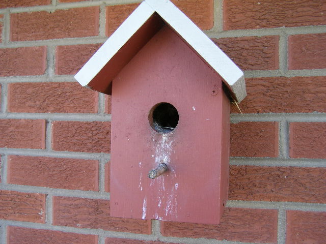 Birdhouse Maintenance