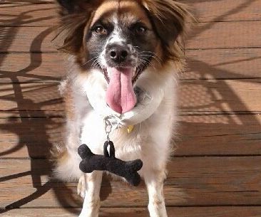 Comfortable & Stylish Pet Collar