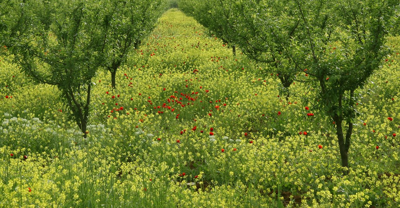The Most Beautiful Garden in the World!