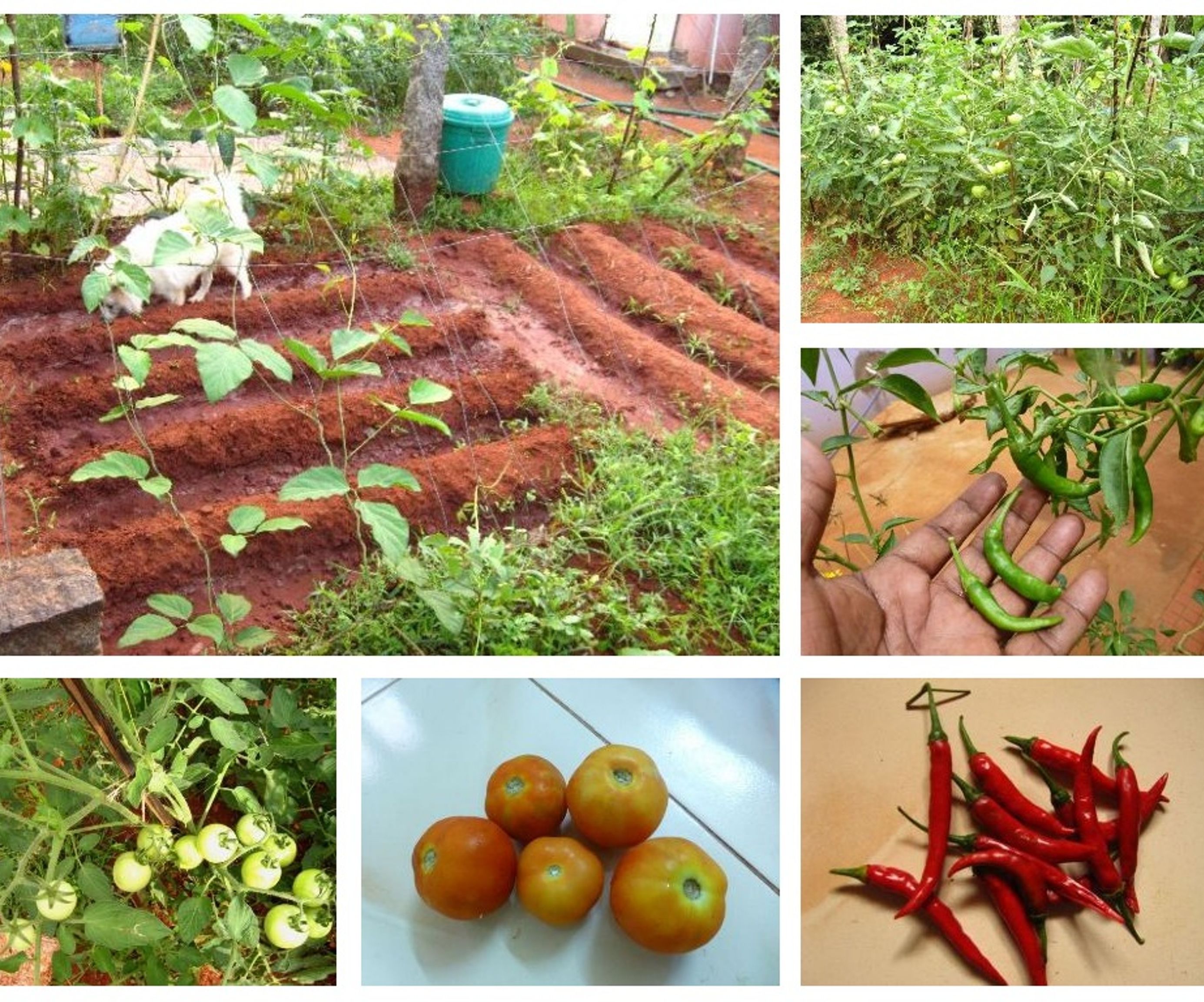 Growing a Small Kitchen Garden in Your Backyard