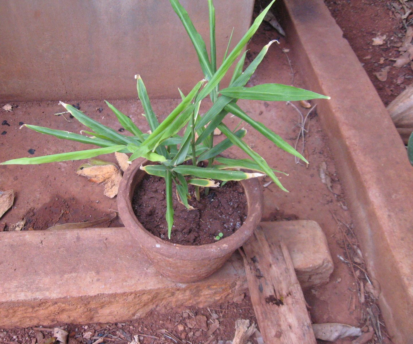 Growing Ginger in Pots at Home