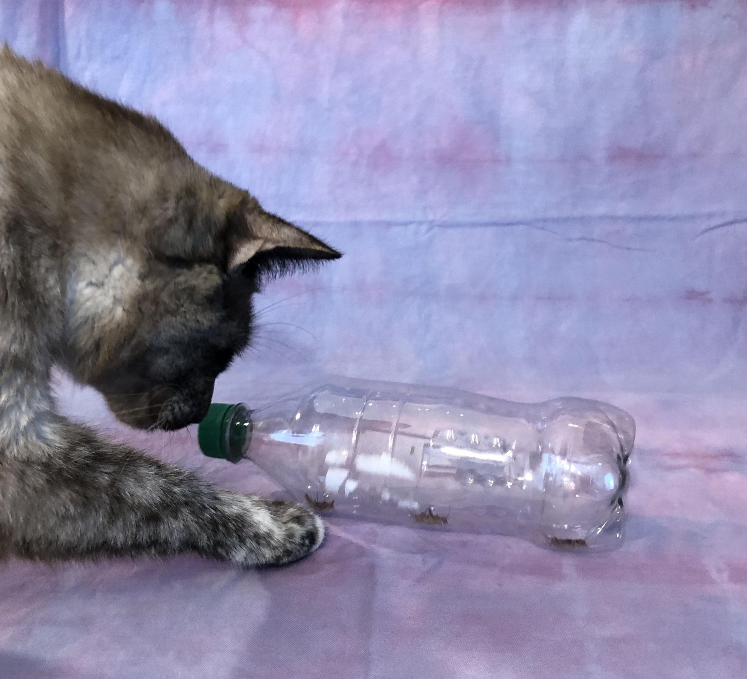 No Brainer Fantastic Cat Toy