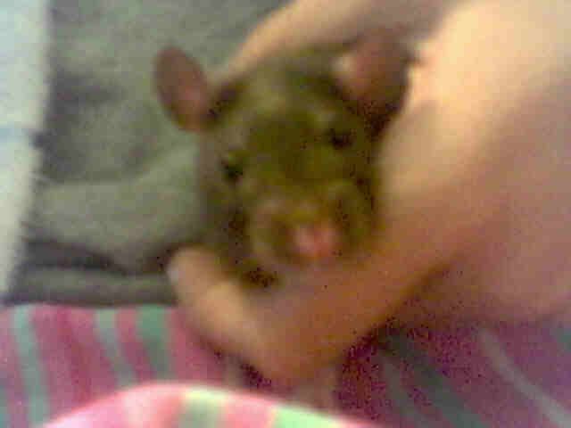 How to Give Your Rats a Life of Luxury