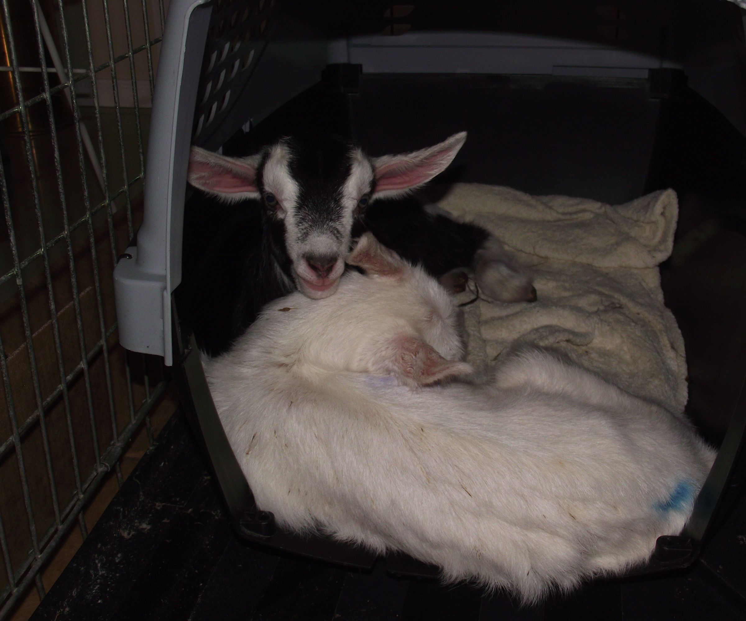 A Pallet Palace for Goats