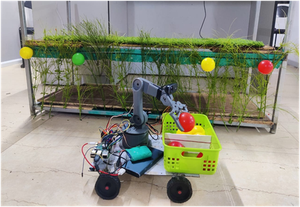 Design and Implementation of Autonomous Fruit Plucking and Segregation Robot in Vertical Farming