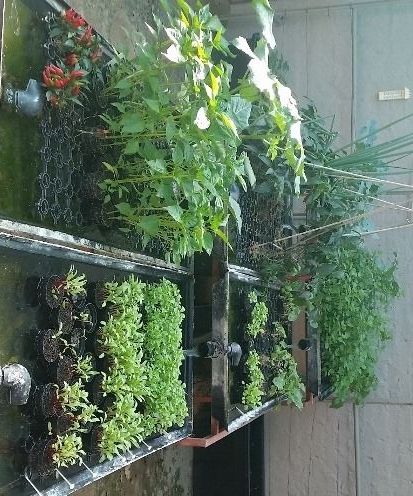 Hydroponic Seed Starting Tutorial