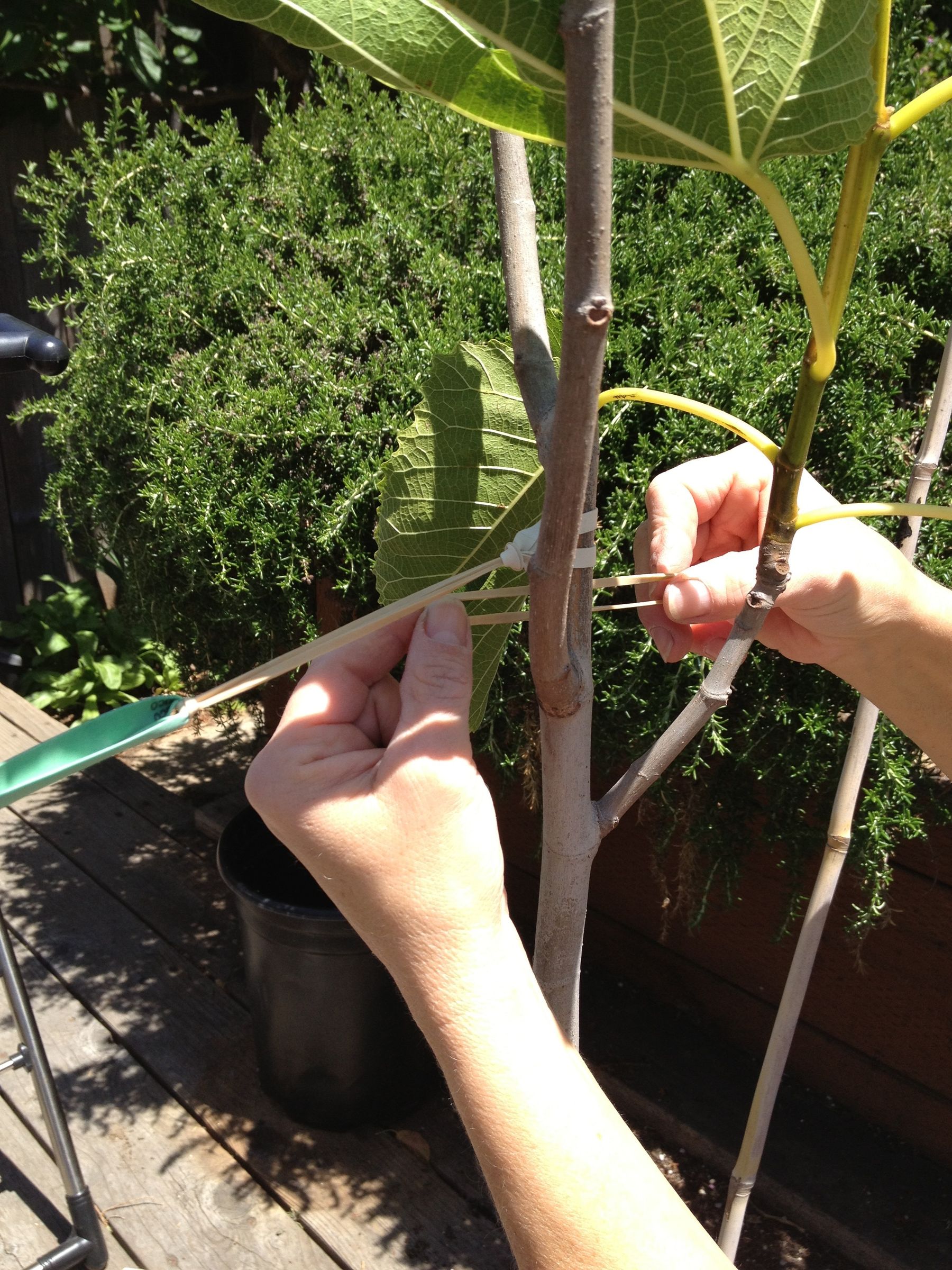 Stabilizing Tree Anchor 3 Steps Instructables