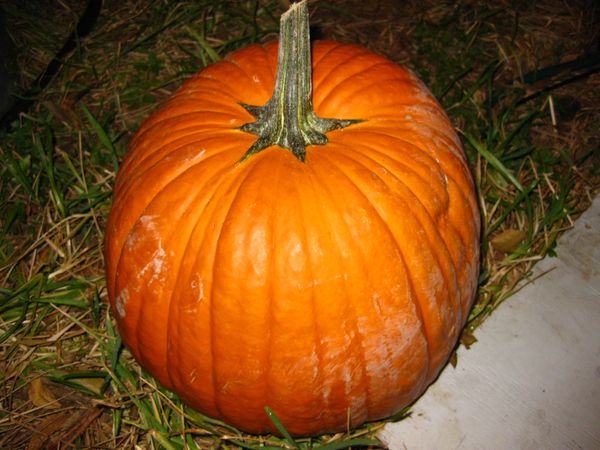 Prepping a Pumpkin for Carving