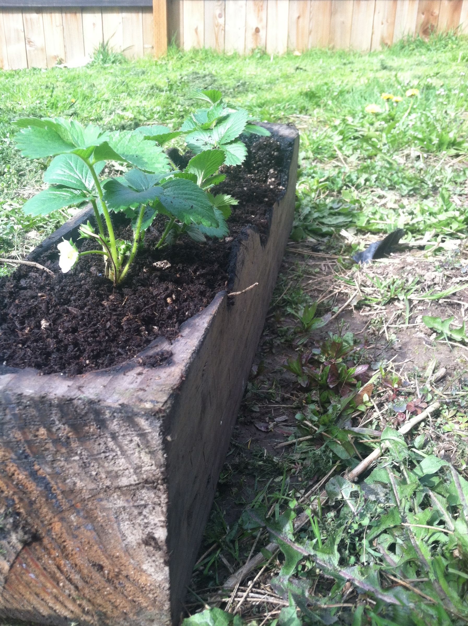 Dug Out Strawberry Planter