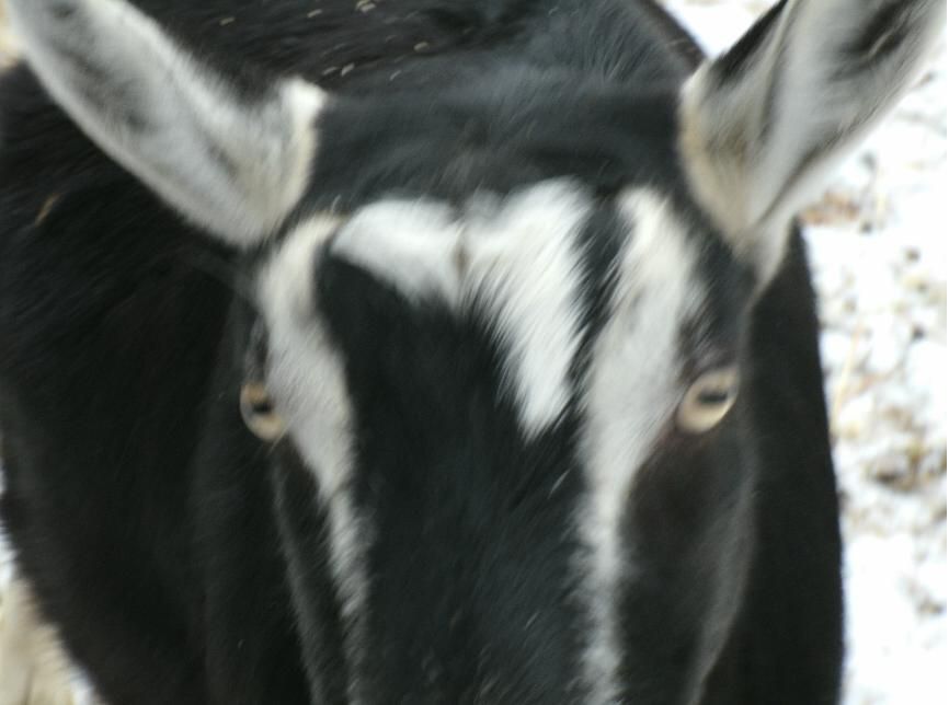Osark The Goat
